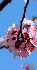 灿烂盛开的樱花图片