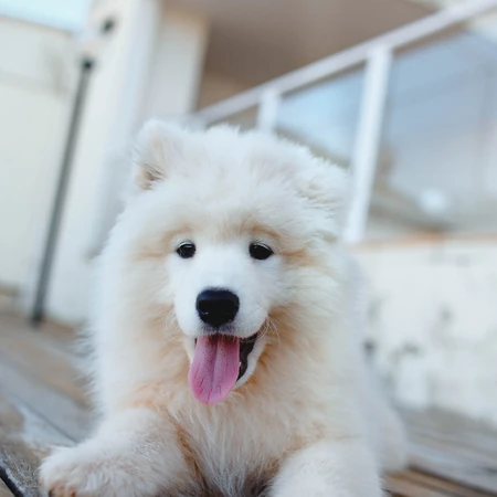 狐狸犬家族的一员 可爱白色毛发的萨摩耶狗狗摄影图片