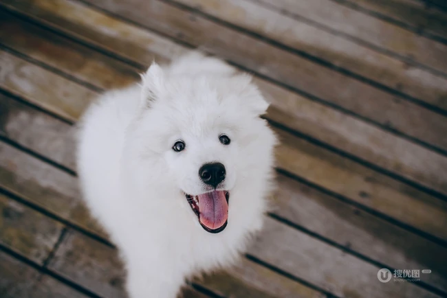 狐狸犬家族的一员 可爱白色毛发的萨摩耶狗狗摄影图片 第8张