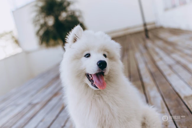 狐狸犬家族的一员 可爱白色毛发的萨摩耶狗狗摄影图片 第9张