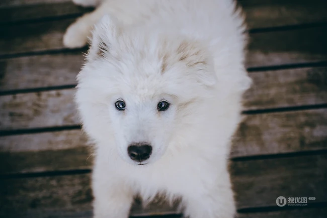 狐狸犬家族的一员 可爱白色毛发的萨摩耶狗狗摄影图片 第10张