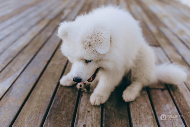 狐狸犬家族的一员 可爱白色毛发的萨摩耶狗狗摄影图片 第4张