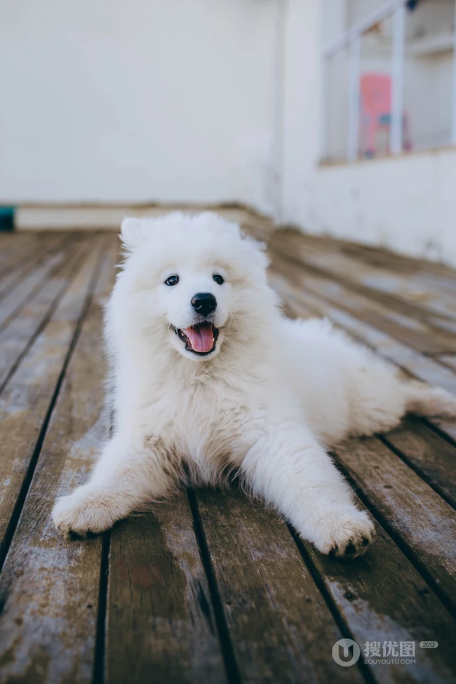 狐狸犬家族的一员 可爱白色毛发的萨摩耶狗狗摄影图片 第3张