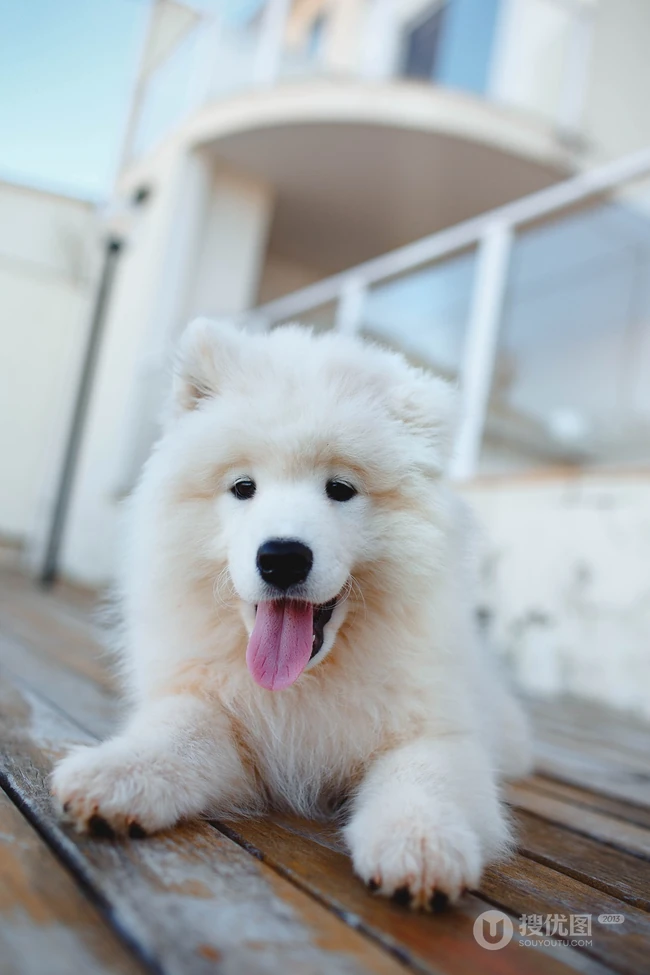 狐狸犬家族的一员 可爱白色毛发的萨摩耶狗狗摄影图片 第1张