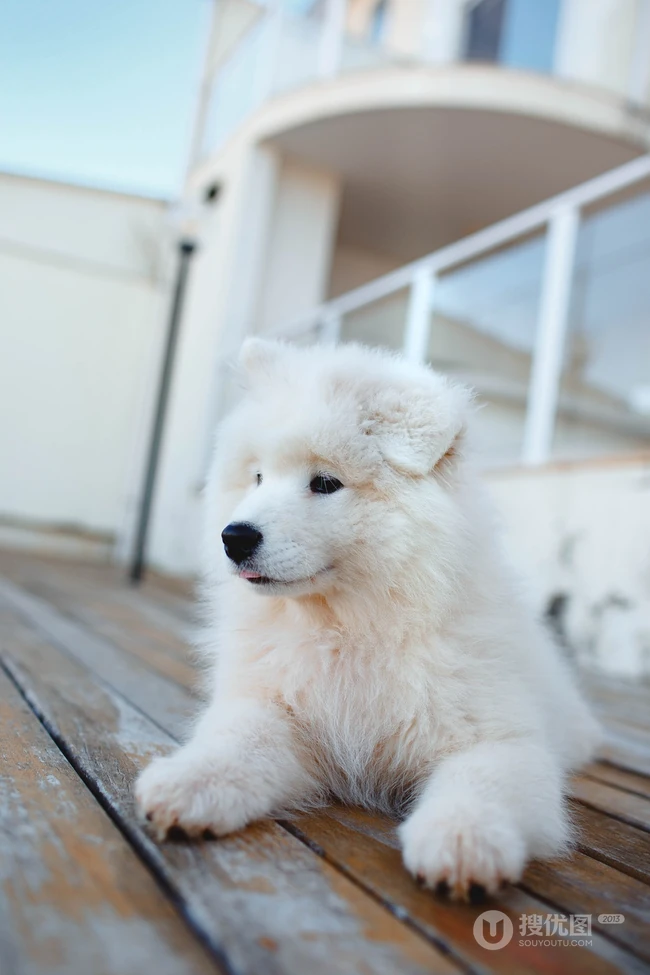 狐狸犬家族的一员 可爱白色毛发的萨摩耶狗狗摄影图片 第2张