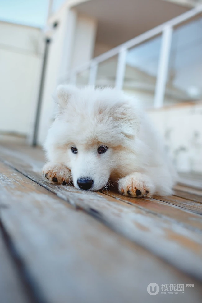 狐狸犬家族的一员 可爱白色毛发的萨摩耶狗狗摄影图片 第6张