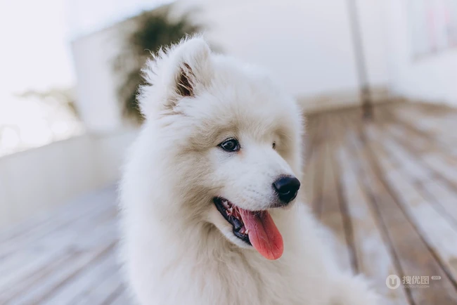 狐狸犬家族的一员 可爱白色毛发的萨摩耶狗狗摄影图片 第5张