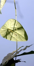 草质藤本植物粪箕笃的藤，叶，果实真实户外摄影图片