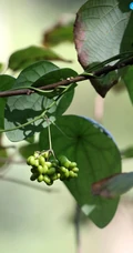 草质藤本植物粪箕笃的藤，叶，果实真实户外摄影图片