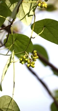 草质藤本植物粪箕笃的藤，叶，果实真实户外摄影图片