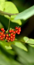 草质藤本植物粪箕笃的藤，叶，果实真实户外摄影图片