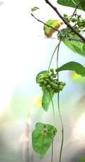 草质藤本植物粪箕笃的藤，叶，果实真实户外摄影图片
