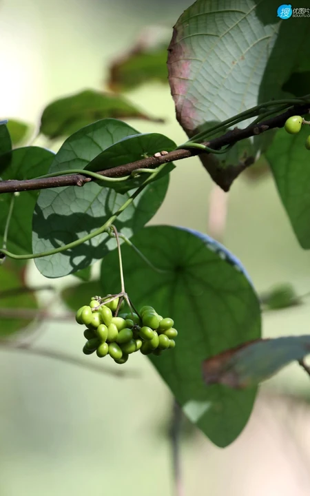 草质藤本植物粪箕笃的藤，叶，果实真实户外摄影图片