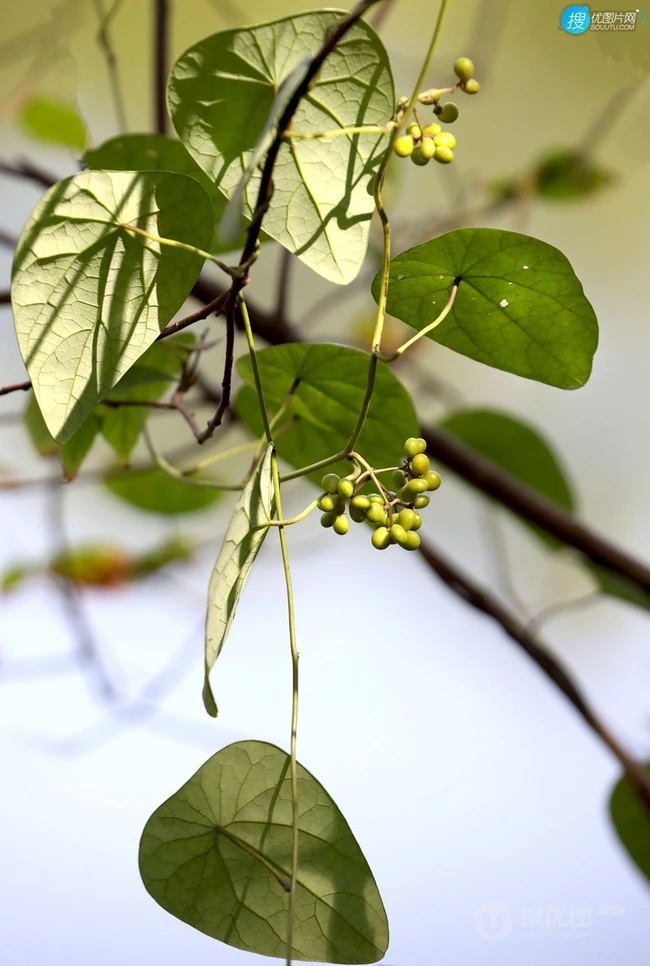 草质藤本植物粪箕笃的藤，叶，果实真实户外摄影图片