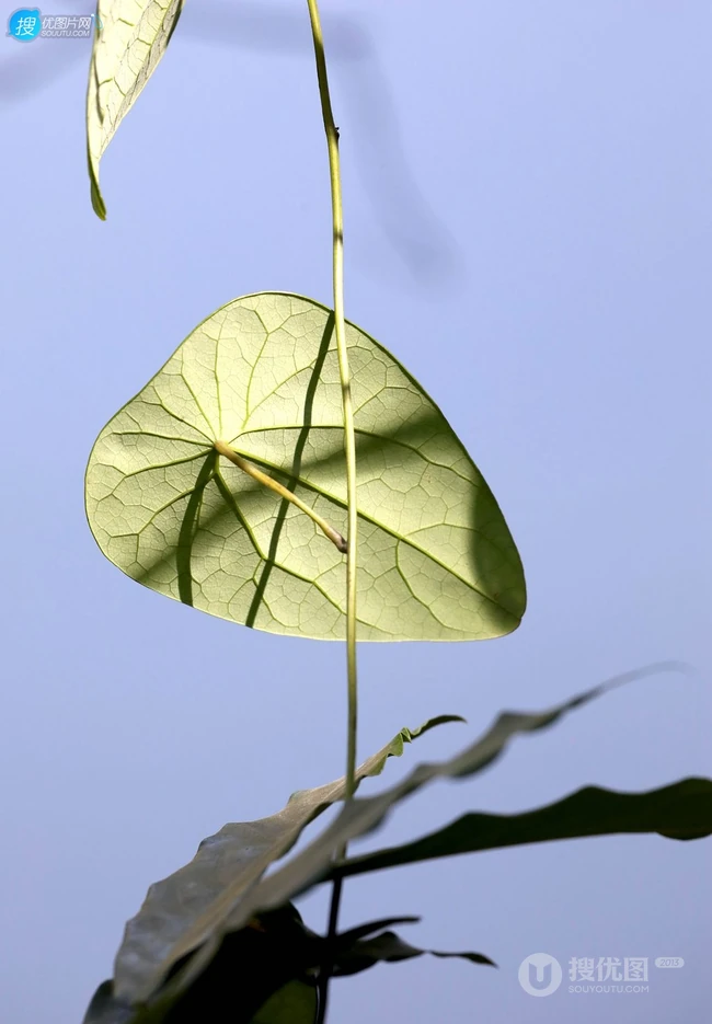 草质藤本植物粪箕笃的藤，叶，果实真实户外摄影图片