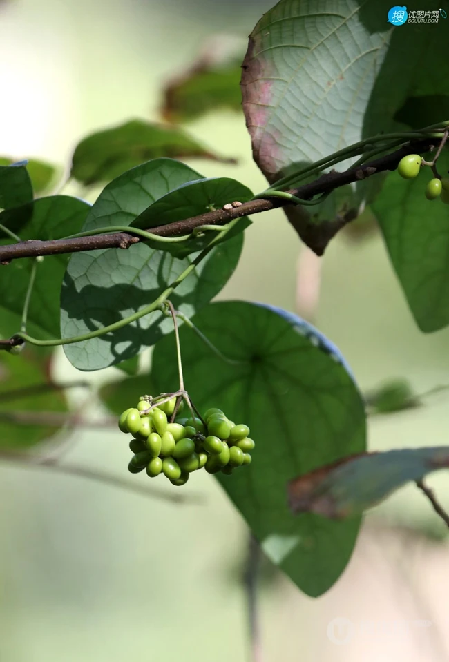 草质藤本植物粪箕笃的藤，叶，果实真实户外摄影图片