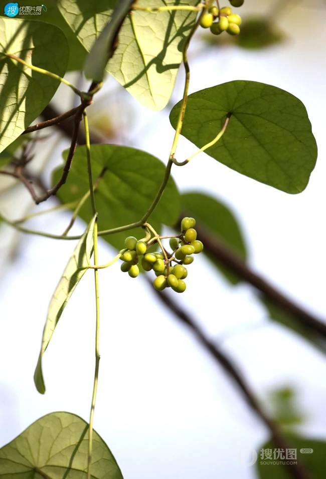 草质藤本植物粪箕笃的藤，叶，果实真实户外摄影图片