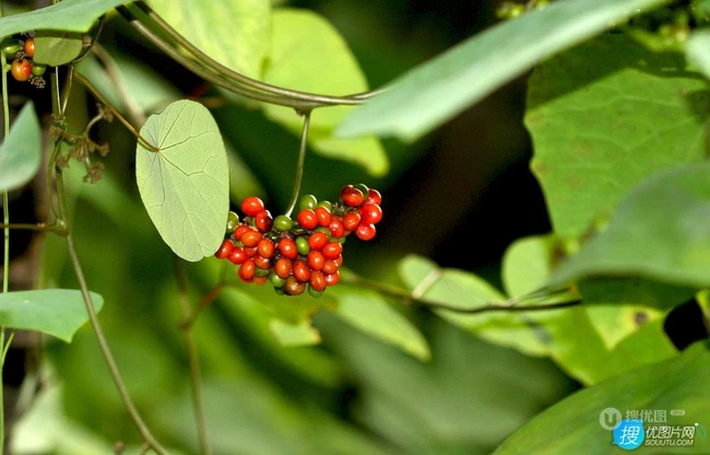 草质藤本植物粪箕笃的藤，叶，果实真实户外摄影图片