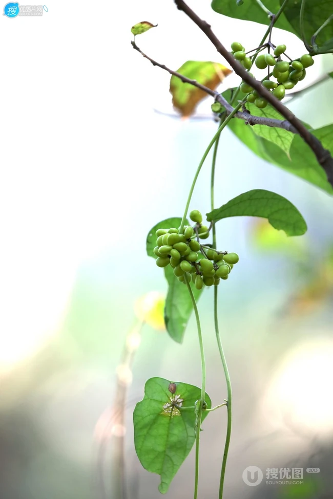 草质藤本植物粪箕笃的藤，叶，果实真实户外摄影图片