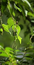 草质藤本植物粪箕笃的藤，叶，果实真实户外摄影图片