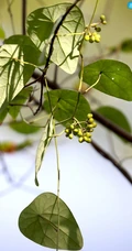 草质藤本植物粪箕笃的藤，叶，果实真实户外摄影图片