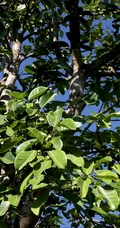 枝繁叶茂，果实累累的高大乔木硬皮榕户外真实摄影图片
