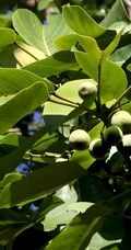枝繁叶茂，果实累累的高大乔木硬皮榕户外真实摄影图片