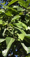 枝繁叶茂，果实累累的高大乔木硬皮榕户外真实摄影图片