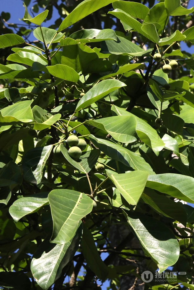 枝繁叶茂，果实累累的高大乔木硬皮榕户外真实摄影图片