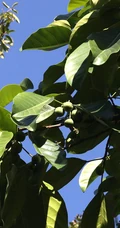 枝繁叶茂，果实累累的高大乔木硬皮榕户外真实摄影图片