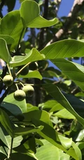 枝繁叶茂，果实累累的高大乔木硬皮榕户外真实摄影图片