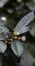 开花结果的紫金牛果实，枝叶摄影美图