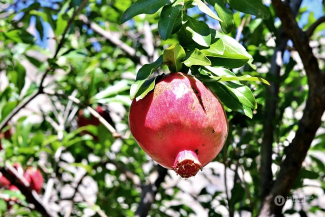 长在树上成熟诱人的石榴果实户外摄影图片 第6张
