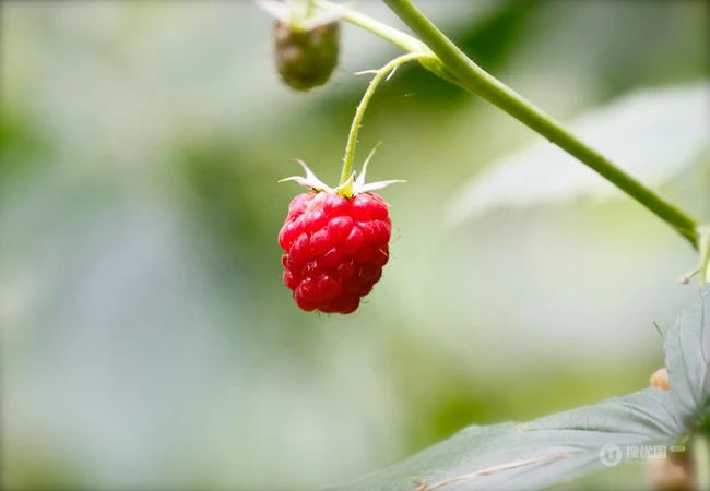 儿时的记忆，童年的味道，野果山莓（树莓）植物及果实图片 第5张