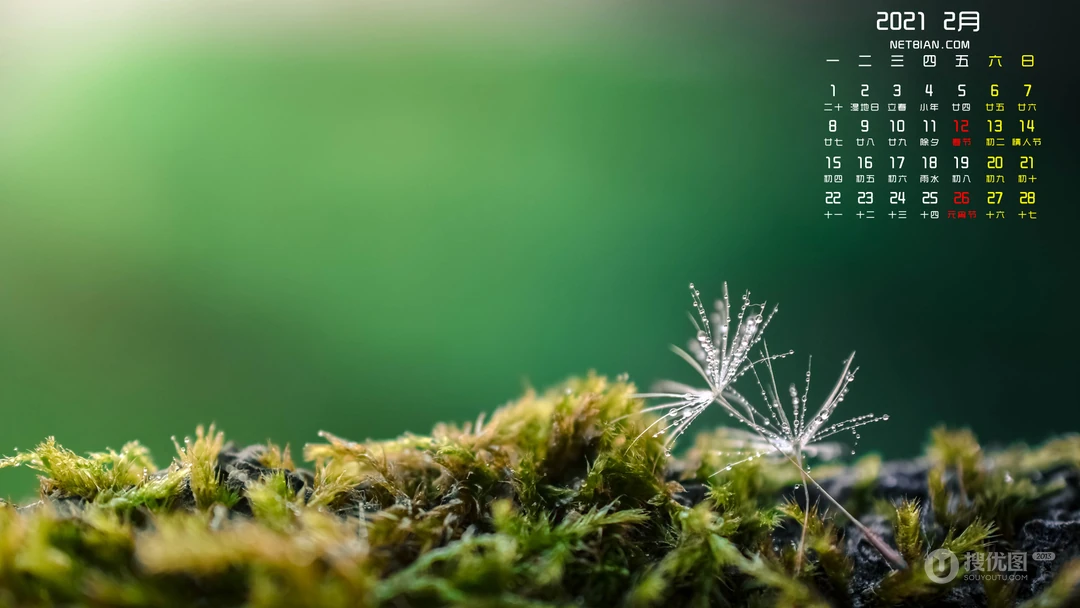 草地，蒲公英 湿地，露水 唯美自然2021年2月养眼绿色壁纸图片