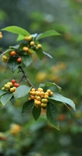 果实橙红鲜丽，良好的观果树种扁担杆果实，枝叶唯美户外实拍图片