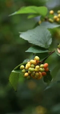 果实橙红鲜丽，良好的观果树种扁担杆果实，枝叶唯美户外实拍图片
