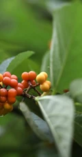 果实橙红鲜丽，良好的观果树种扁担杆果实，枝叶唯美户外实拍图片