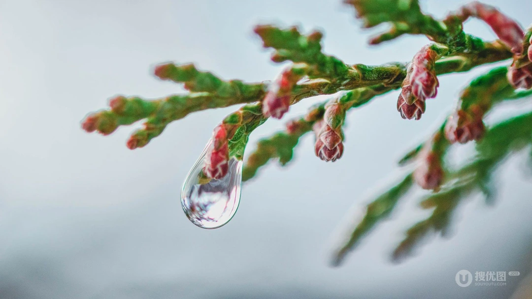 树 枝杈 树枝 雨滴 露水 大自然植物特写桌面壁纸图片