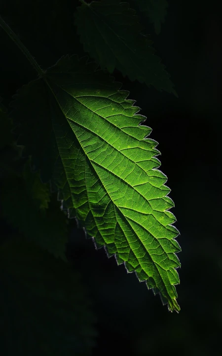 黑色背景中的一片绿叶手机壁纸图片，视觉感满满啊~