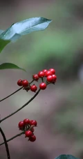 雪下红植物，叶子，果实高清真实摄影图片