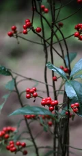 雪下红植物，叶子，果实高清真实摄影图片