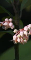 雪下红植物，叶子，果实高清真实摄影图片
