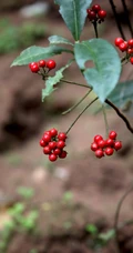 雪下红植物，叶子，果实高清真实摄影图片