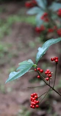 雪下红植物，叶子，果实高清真实摄影图片