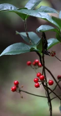 雪下红植物，叶子，果实高清真实摄影图片