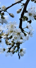 李树花，素雅清新的白色李花高清摄影图片