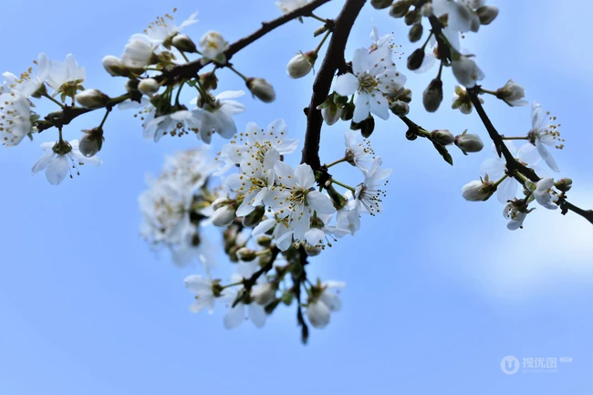 李树花，素雅清新的白色李花高清摄影图片