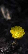 生山坡草地或林下的侧金盏花唯美黄色花朵高清真实摄影图片