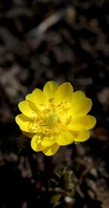 生山坡草地或林下的侧金盏花唯美黄色花朵高清真实摄影图片